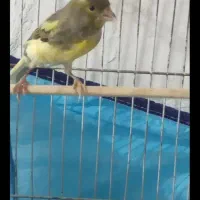 قناری سهره|پرنده|شیراز, میانرود|دیوار