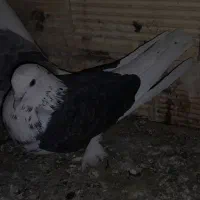 اجفت تهرونی دوکت تخت دم سفیدویه ماده دمگیر سوسکی|پرنده|خمینیشهر, |دیوار