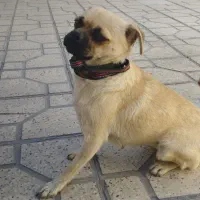 سگ گم شده در زرقان خیابان پیام