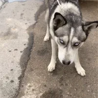 سگ هاسکی اصل