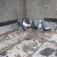 کبوتر فروشی