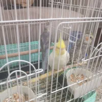 عروس هلندی نرو ماده و بچه ۷ ماهه|پرنده|قرچک, شهرک مهستان|دیوار