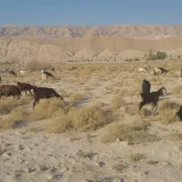 بز ابستن چند روز دیگ وقتشه|حیوانات مزرعه|ارد, |دیوار