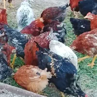 فریح (مرغ جوان)