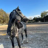 آموزش سوارکاری