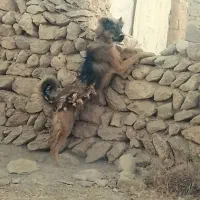 سگ صحرایی بشرت فروشی