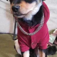 سگ پاکوتاه میکس شیهواهوا