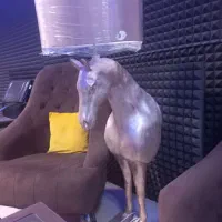 آباژور اسب