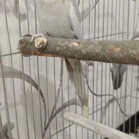 عروس هلندی نر آهویی آماده جفت گیری|پرنده|ری, ملک‌آباد|دیوار