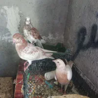 کبوتر
