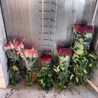 رز های تازهچین با ماندگاری طولانی هدیه خاص|گل و گیاه طبیعی|شیراز, عفیفآباد|دیوار