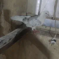 کفتر|پرنده|اراک, |دیوار