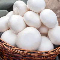 قارچ دکمه ای