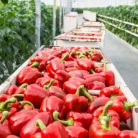 کارشناس متخصص تولید فلفل دلمه ایی در گلخانه صنعتی|استخدام صنعتی، فنی، مهندسی|دهاقان, |دیوار