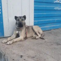 از باغ رفته