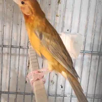 انواع قناری