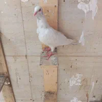 پرنده