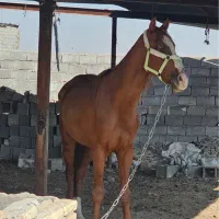 اسب ترکمن|اسب و تجهیزات اسب‌سواری|مشهد, طرق|دیوار