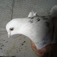 مادر تهرونی چشم تابتا|پرنده|فلاورجان, |دیوار