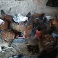 مرغ تخمی|حیوانات مزرعه|مشهد, منزل آباد|دیوار