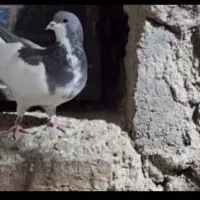 چپ الماسی نر