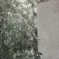 اجاره منزل 250 متری دربه حیاط