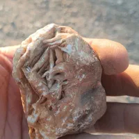 سنگ فسیل|کلکسیون اشیاء عتیقه|شهرضا, |دیوار