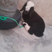 بره نره|حیوانات مزرعه|مسجد سلیمان, |دیوار