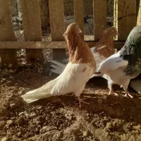 حدود ۱۵ عدد کبوتر کله ای قطعه دار و شامی