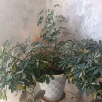 گل زیبا
