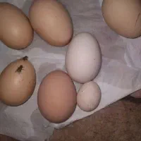 تخم مرغ محلی