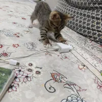 گربه|گربه|رباط‌کریم, شهرک والفجر|دیوار