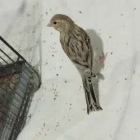 معاوضه قناری سبز  باسهره،