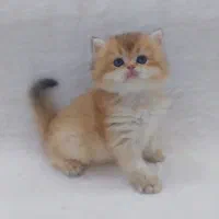 گربه های اشرافی