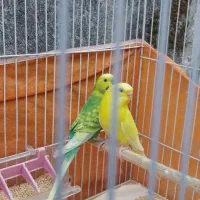 مرغ عشق جفت نزدیک به تخم