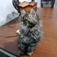 پرشین کت نر