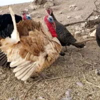 بقلمون|حیوانات مزرعه|سراوان, |دیوار