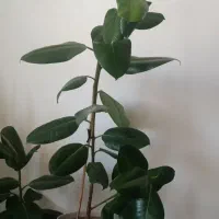 گل فیکوس|گل و گیاه طبیعی|ارومیه, |دیوار