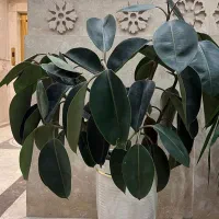 گل فیکوس الاستیکا