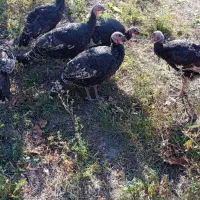 بوقلمون|پرنده|مشگین شهر, |دیوار