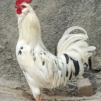 ۳ عدد خروس گلین