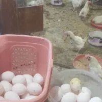 مرغ هلندی ،مادر|حیوانات مزرعه|جم, |دیوار