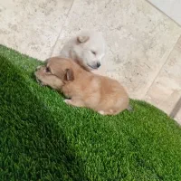 پامر کوچلو جیبی فقط 2.200.000|سگ|فردیس, قریشی|دیوار