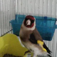 سهره دوماه قفس    شاه سهره