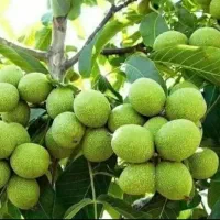 نهالستان سرسبز مهندس عزیزی گلدانی داریم