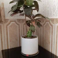 گل طبیعی بزرگ