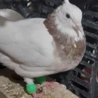 طوقی پاک|پرنده|شاهرود, |دیوار