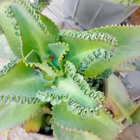 گل و گیاه خانگی|گل و گیاه طبیعی|چابهار, |دیوار