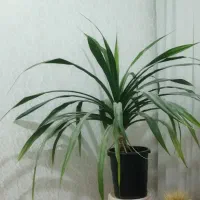 گل طبیعی پاندانوس