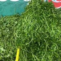 سبزی خرد شده